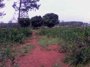 IMG0204A  